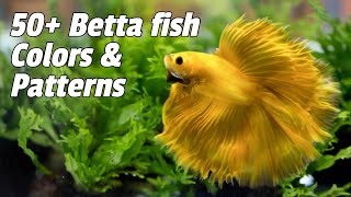 Betta Fish Colors And Patterns You Must Know [#50 types]