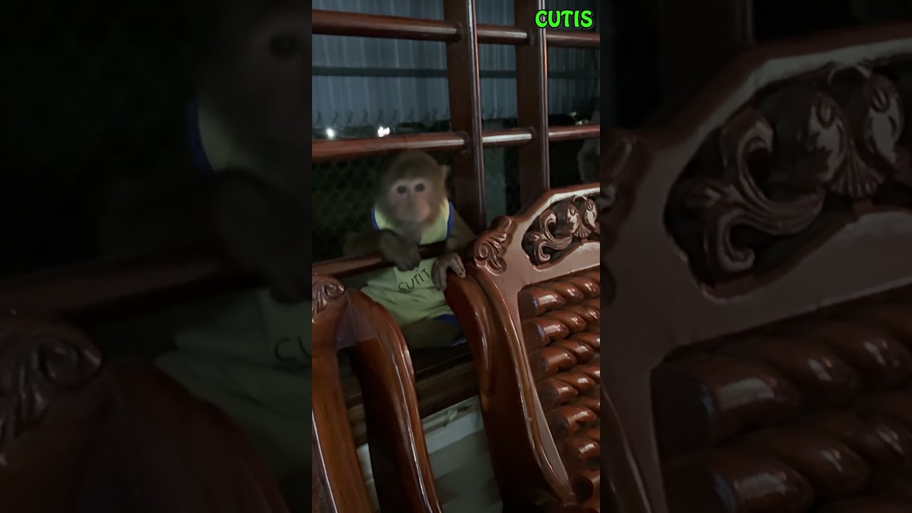 Super funny! CUTIS intentionally hides from Dad😂