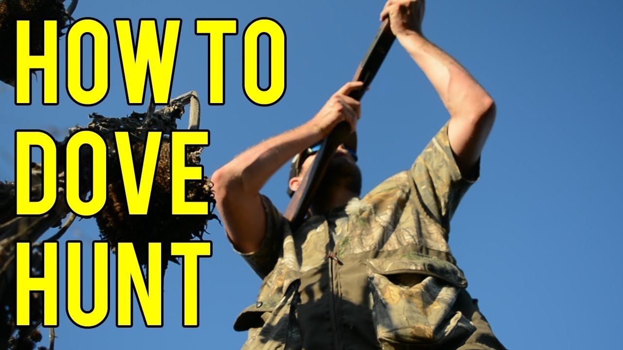 How To Dove Hunt YouTube