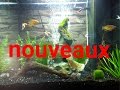 Plein de nouveaux poissons magnifique a voir