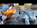 FEEDING WORLDS LARGEST TORTOISE A PUMPKIN!