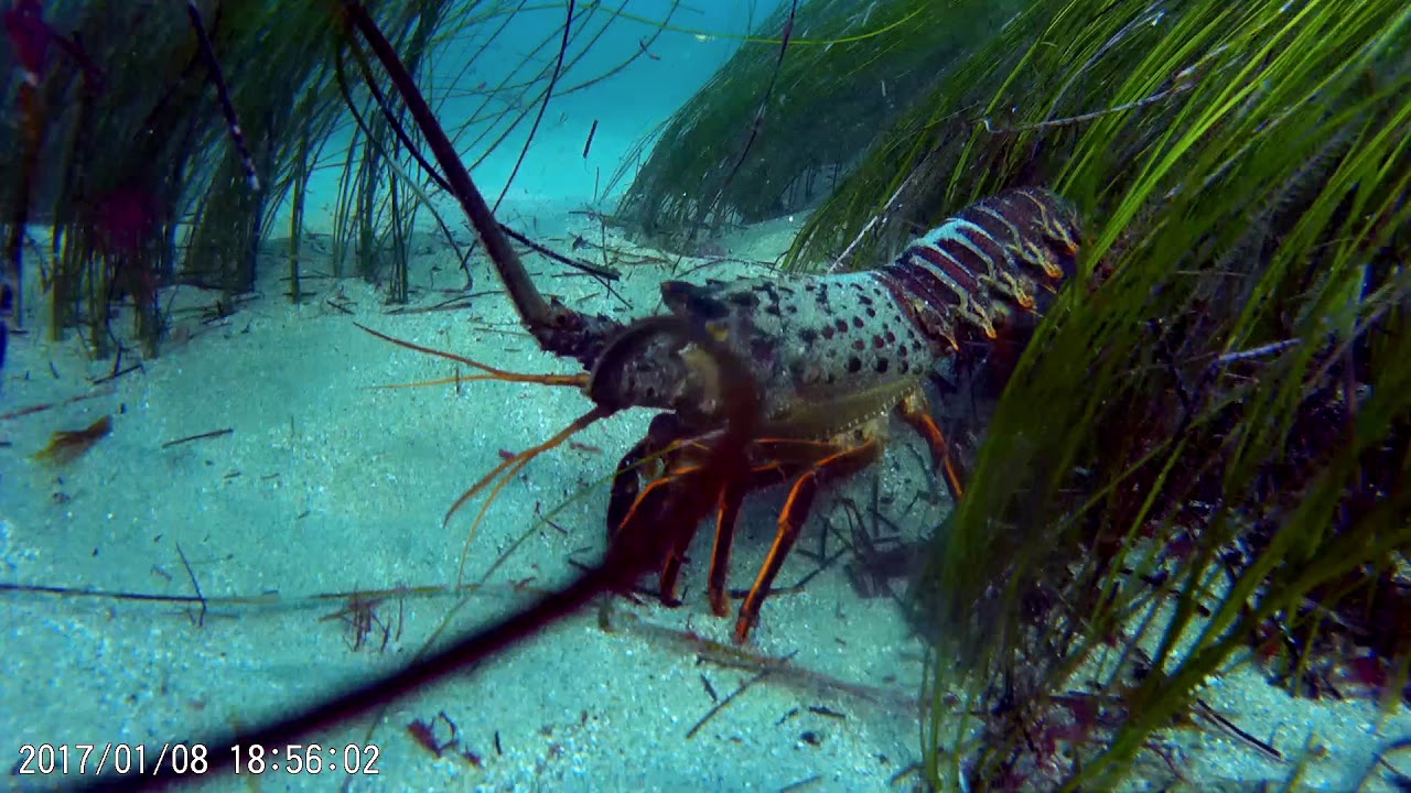 California Spiny Lobster, La Jolla Cove, San Diego YouTube