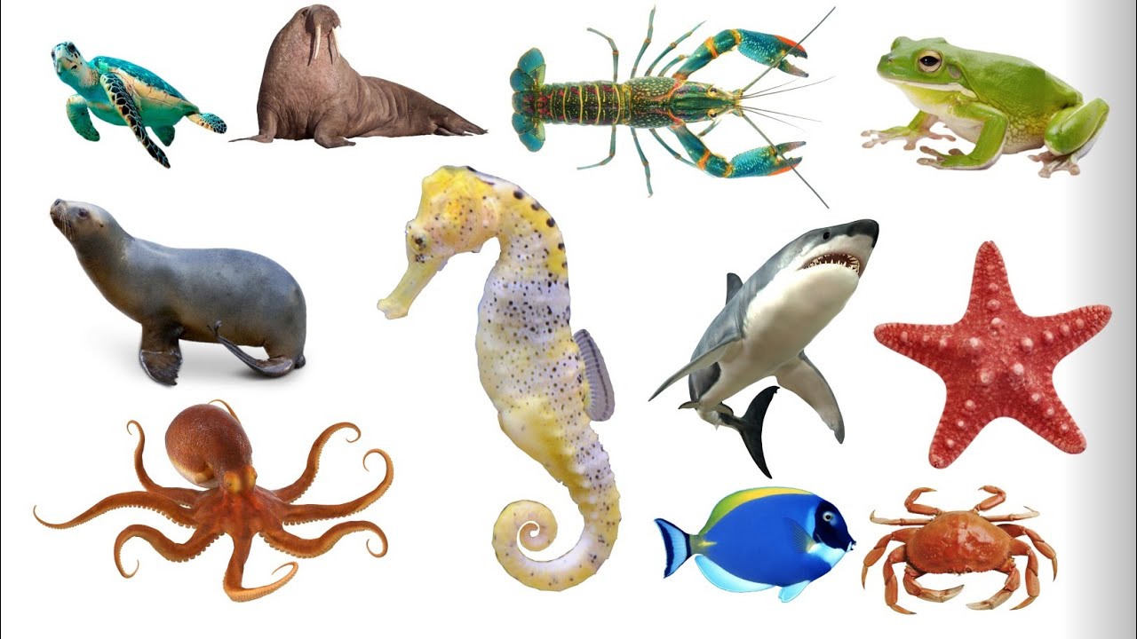 Water animals name Hindi and English. जलीय जीवों के नाम हिंदी और अंग्रेजी में।