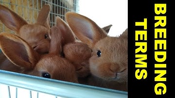 What is Linebreeding and Other Breeding Terms Explained