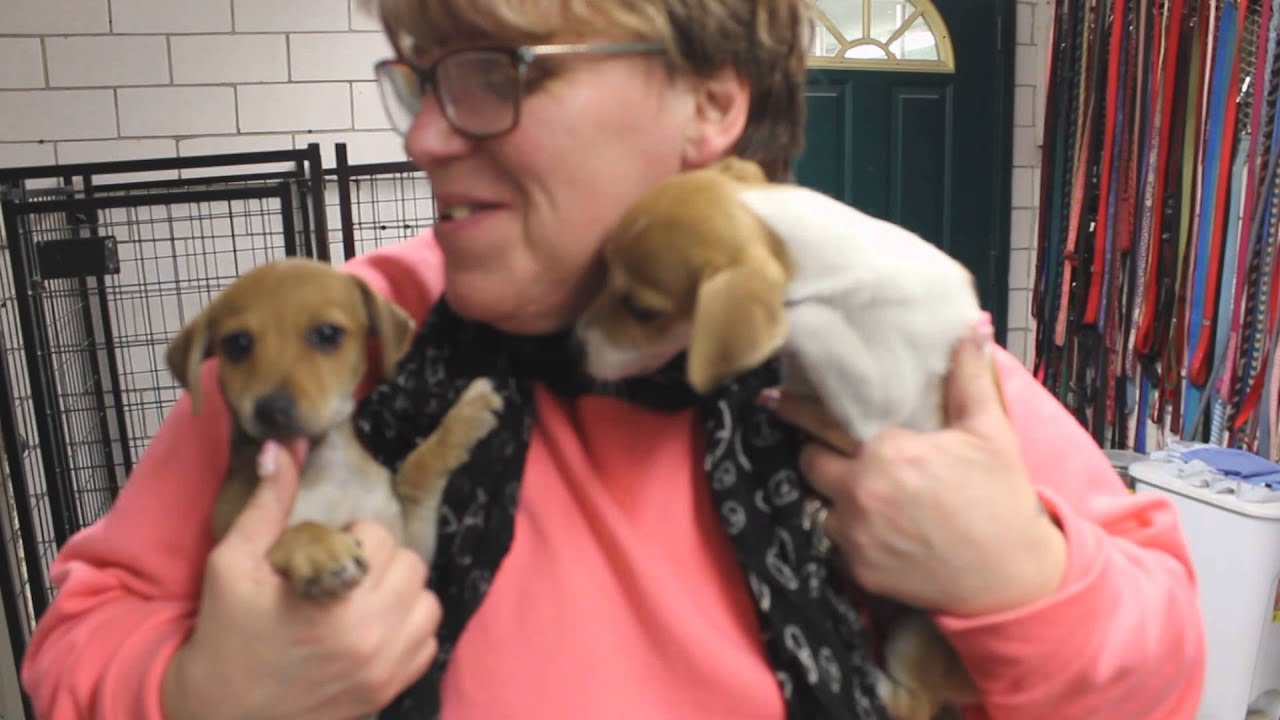 jack russell chiweenie mix