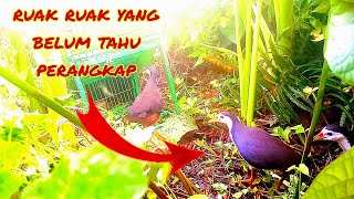 Ruak ruak yang belum tahu perangkap#mikatruakruak