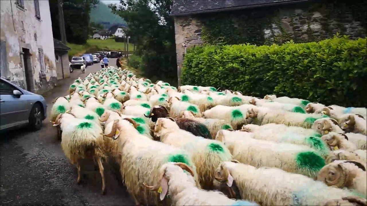 Lourdios-Ichère, Transhumance 2018 (64)