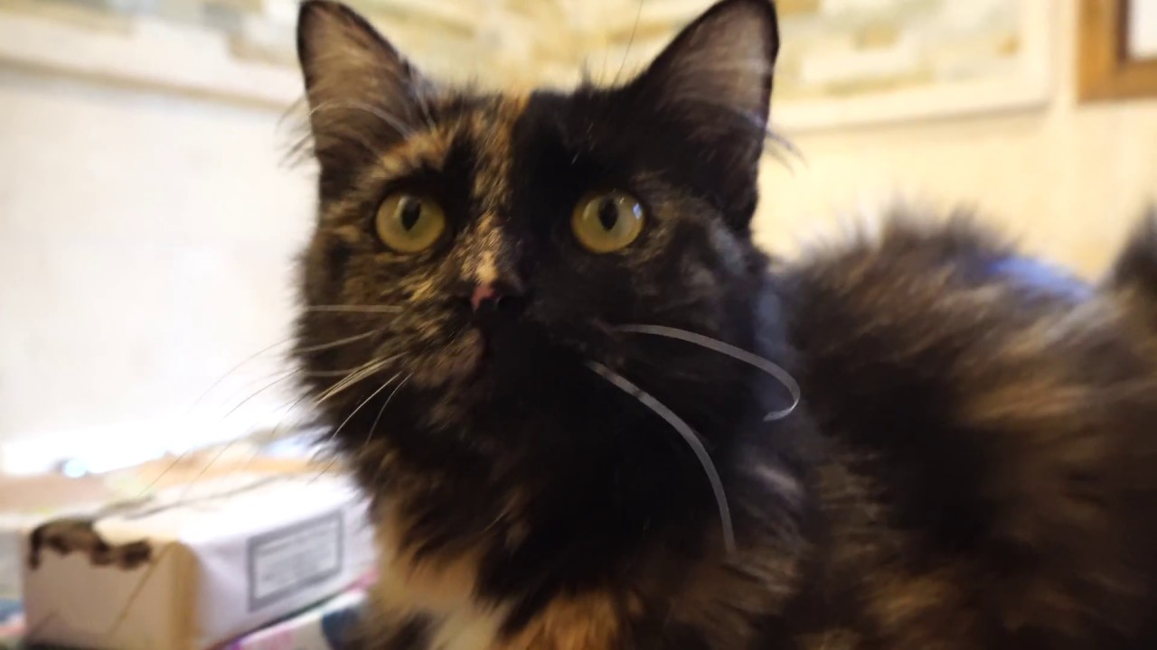 cats inn Kitten 4K Close Up! 2017-07-30