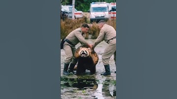 Helped ‼️#wildliferescue #wildlife #shorts #animals #ai #rescue #snake #python