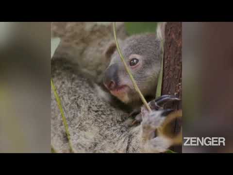 Koala Cub Falls Asleep In Mom's Pouch