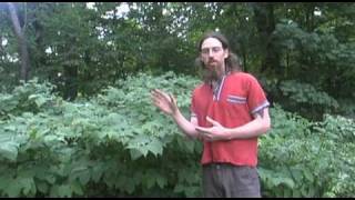 Invasive Plant Medicine: Japanese Knotweed