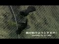 Tragedy of Crows『カラスの悲劇』