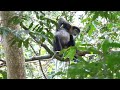 Black-shanked Douc Langur (Pygathrix nigripes), Vietnam