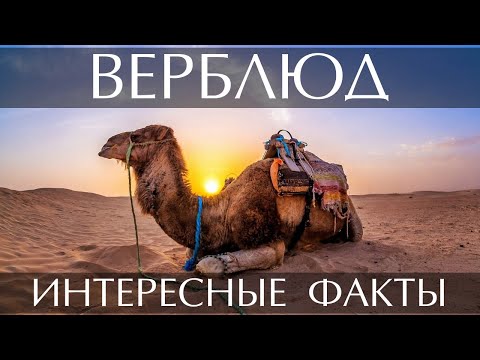 Видео: Что означает верблюд?