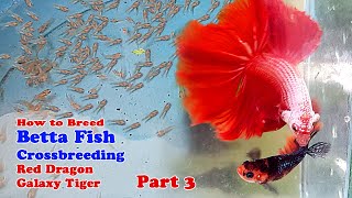 How To Breed Betta Fish | Crossbreeding Red Dragon x Galaxy Tiger (Part 3)