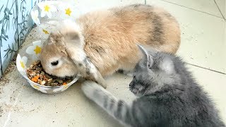 Кто съел ухо? КРОЛИК БАФФИ и КОТЕНОК МАКС играют Кто съел ухо? КРОЛИК БАФФИ и КОТЕНОК МАКС играют