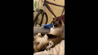Cat Curiously Watches TV While Sitting Like Human by قناة الحيوانات tv Animals 22 views 3 years ago 28 seconds