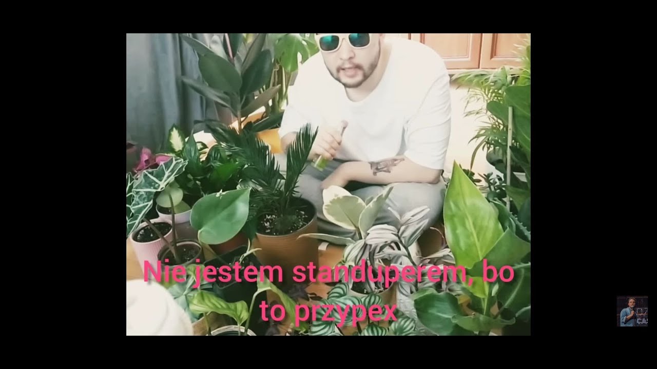 czardi P. - fristyl z roślinkami moimi