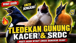 TLEDEKAN GUNUNG FULL GACOR BIKIN EMOSI KACER DAN SRDC LANGSUNG NYAUT