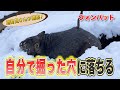 動くぬいぐるみ!ウォンバットが穴にハマる激レアショット!
