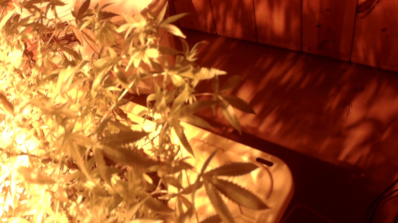 💡Sun System 150w HPS💡