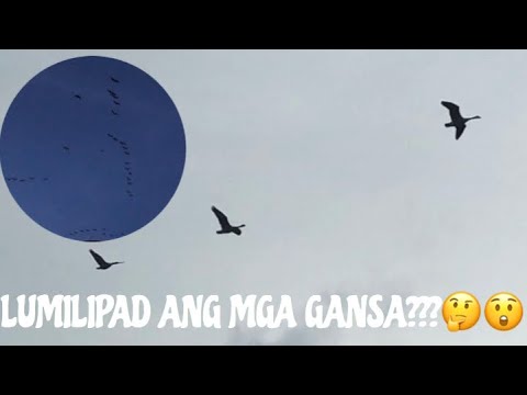 Video: Saan Lumilipad Ang Mga Gansa
