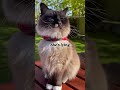 Don’t listen to grandma #cutecats #cat #funny#catshorts