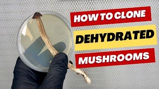 How to Clone Dehydrated Mushrooms