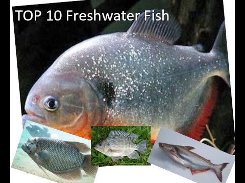 Common Fish In Indonesia