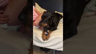 Talking Dog Cussed Out Mom And Almost Bites Her Taking The Nail Clippers Away