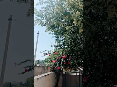 5 अक्तूबर 2026