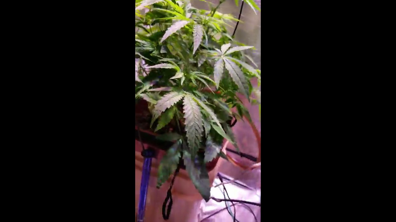 MicroGrow: Week 2 flower, GH Waterfarm, WaterHalo