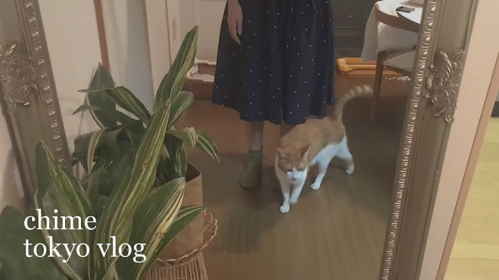 차임도쿄일상 vlog / 오사카를 덮친 태풍의 위력, 하라주쿠 미용실 간 브이로그