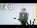 Silent snowy owl attack  alaskas deadliest