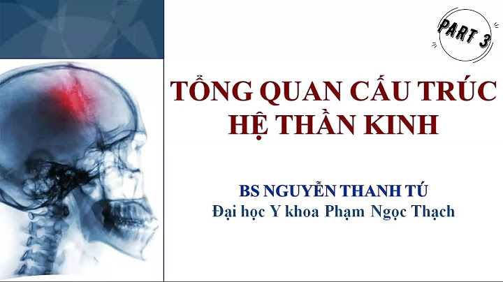 So sánh não bộ tủy sống và