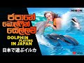 Dolphin playing in japan  //ජපානේ ඩොල්ෆින් සෙල්ලම්  //日本で遊ぶイルカ