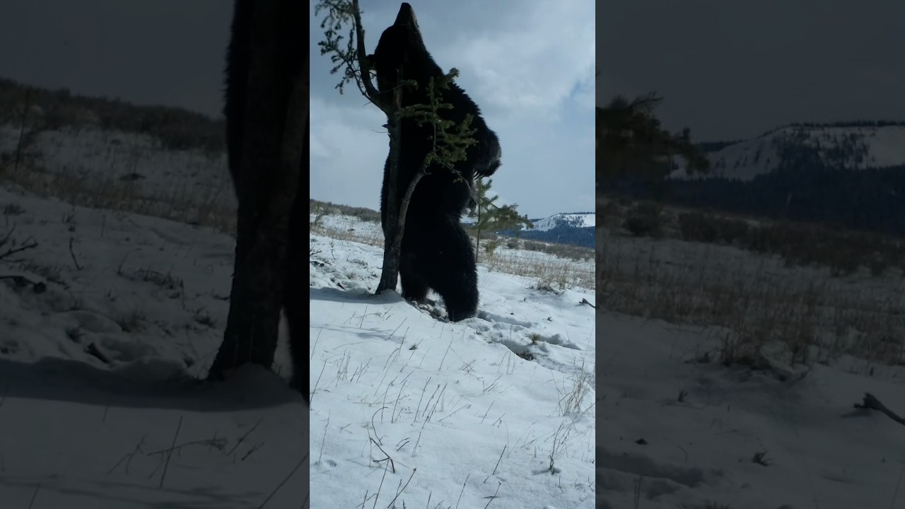 Grizzly Bear or Black Bear?