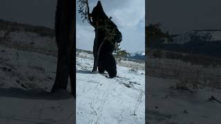 Grizzly Bear or Black Bear?