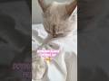 #lila #konusankediler #kedivideoları  #cat #komikkedi #cute #cutecat #funny #kediler #kitten #kedi