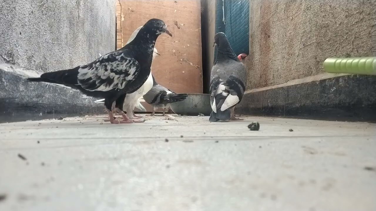 Kabutar ki video ki Hamare ghar per time nahin hai Dekha like karo