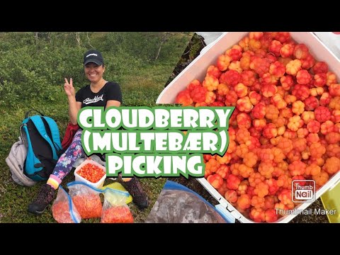 Video: Harvesting Cloudberries - Cloudberry Recipes For The Winter