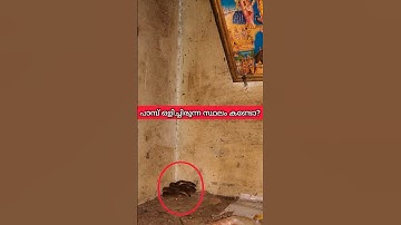പാമ്പിന് ഒളിക്കാൻ കണ്ട സ്ഥലം!!🐍🔥 #snakemaniac#snake #wolfsnake