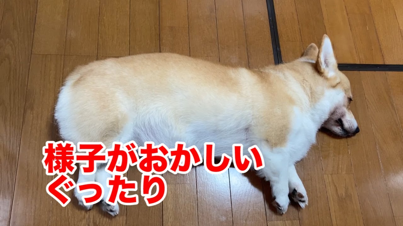 いつもの様子と違うぐったりした コーギー Corgi Is Tired Of Playing With Her Family Youtube