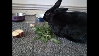 Lucky the Bunny ? Snack Time,Dandelion Leafs, Cuteness.