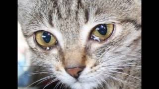 Самые милые черты вашей кошки с научной точки зрения Самые милые черты вашей кошки с научной точки зрения