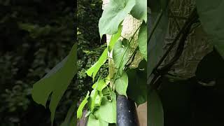 kodi sampanghi...scent of ecstacy