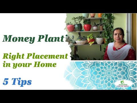 5 Tips - Right Placement of Money Plant in your Home. #moneyplant #indoorplants #Epipremnumaureum
