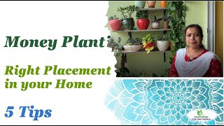5 Tips - Right Placement of Money Plant in your Home.   #moneyplant #indoorplants #Epipremnumaureum