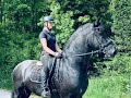 Hildebrand, Friesian Horses for sale at https://www.blacksterlingfriesians.com/. Friesian for sale!
