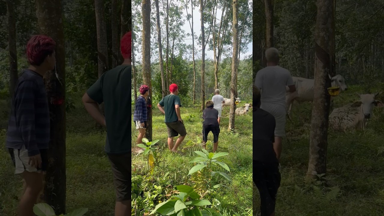 Kalian ada ga si temen yang anaknya tu suka banget gangguin hewan #shorts #lucu #kocak